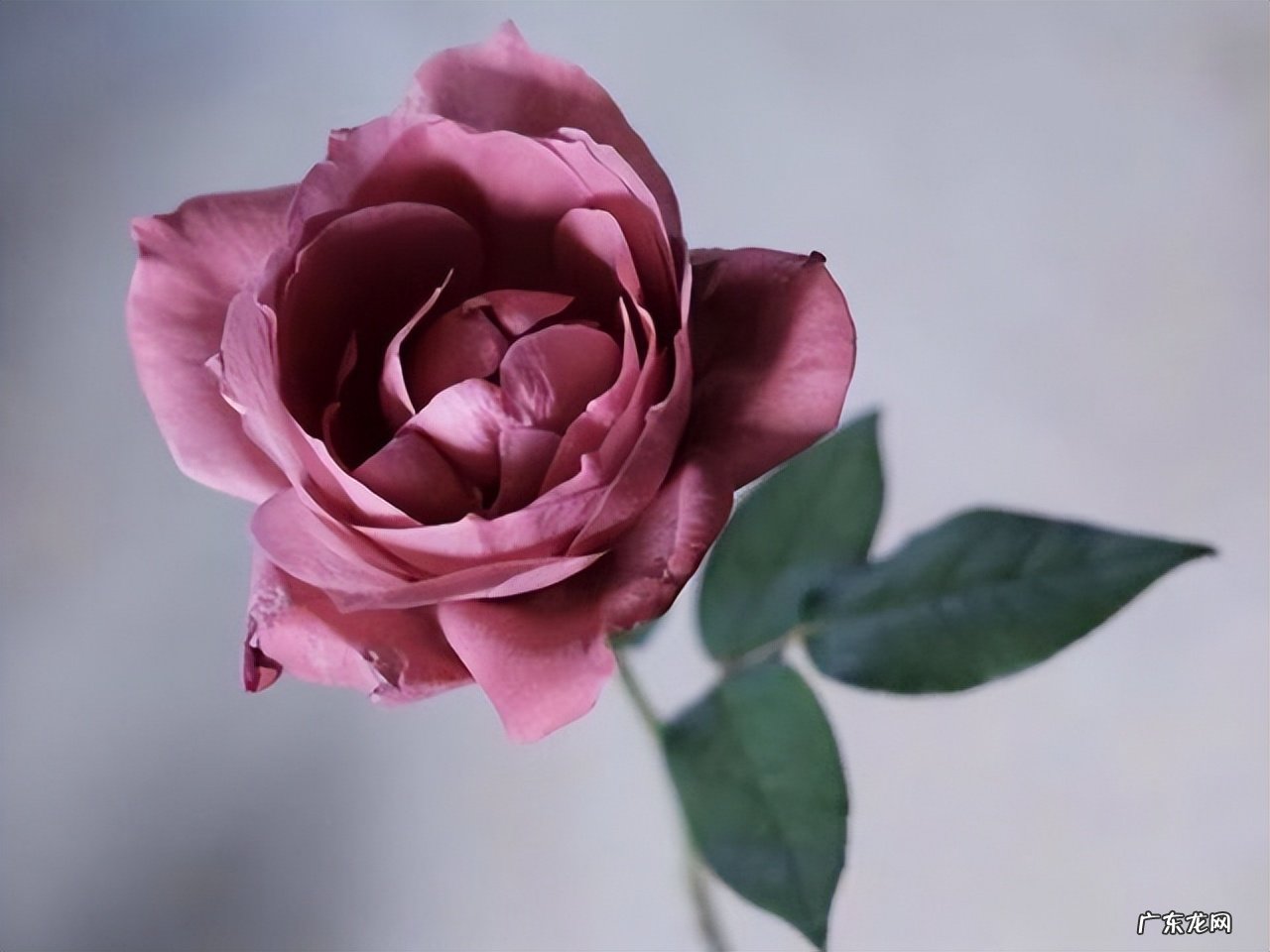 白羊座的聪明表现在哪些方面 白羊座最可怕的能力