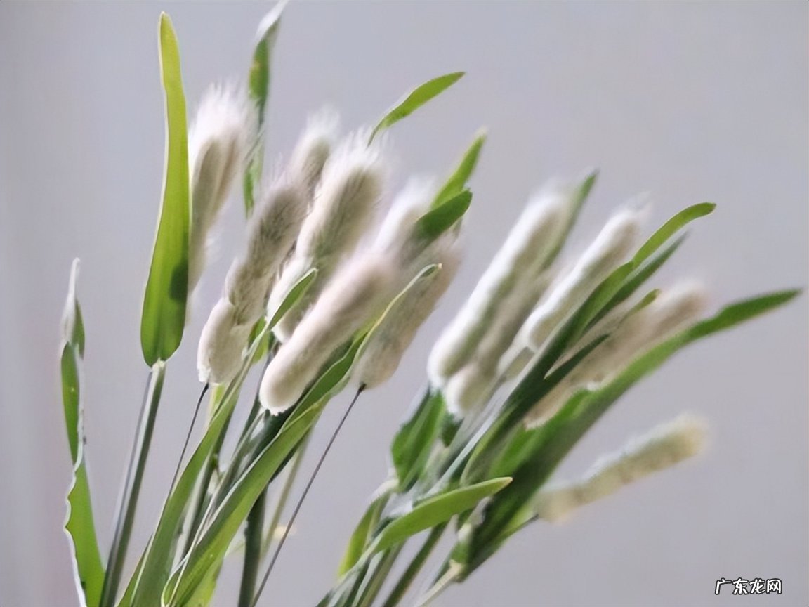 白羊座的聪明表现在哪些方面 白羊座最可怕的能力