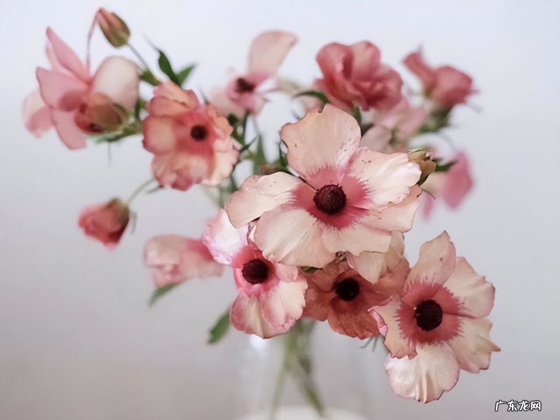 白羊座的聪明表现在哪些方面 白羊座最可怕的能力