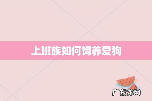 上班族如何饲养爱狗