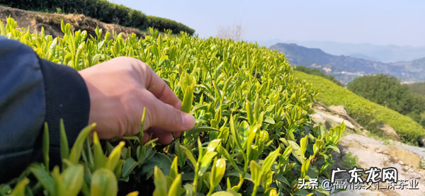 白酒泡茶叶有什么功效 茶叶跟米酒是什么意思