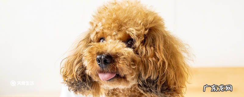 泰迪为什么要断尾?