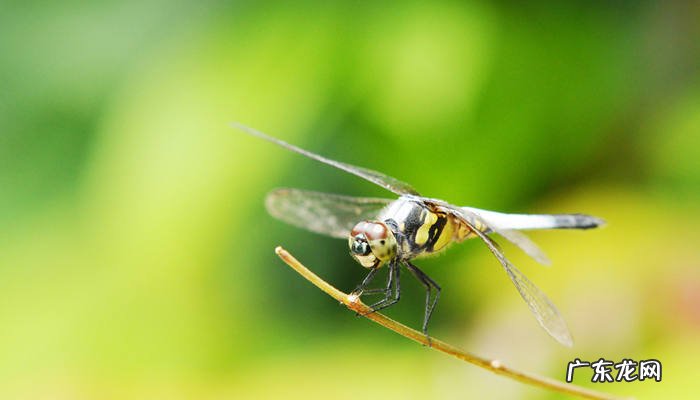 蜻蜓是益虫吗?蜻蜓都捕捉什么害虫?