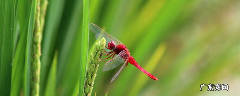 蜻蜓是益虫吗?蜻蜓都捕捉什么害虫?