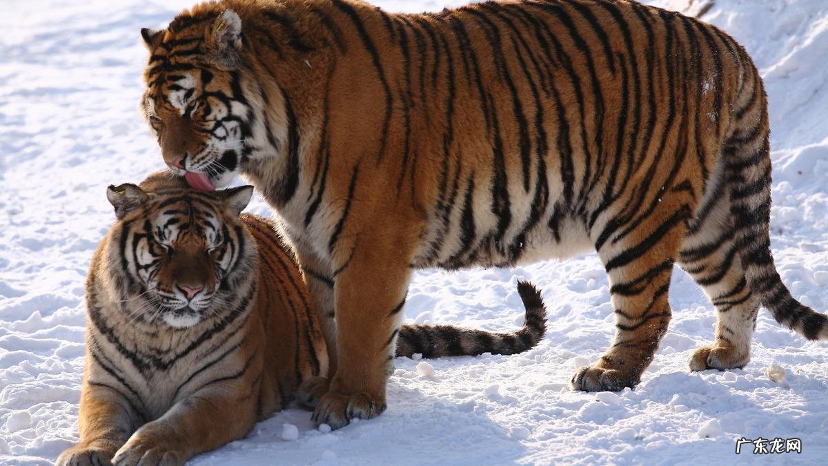 典故解铃还须系铃人的故事及含义 解铃还须系铃人的意思