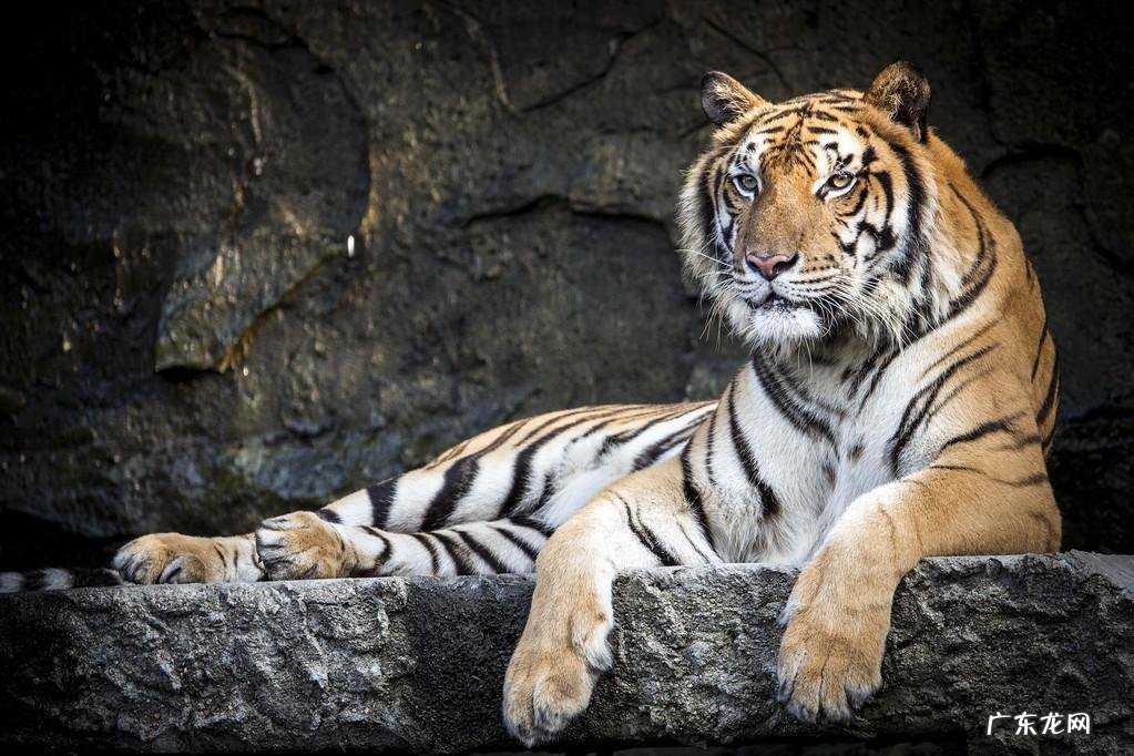 典故解铃还须系铃人的故事及含义 解铃还须系铃人的意思