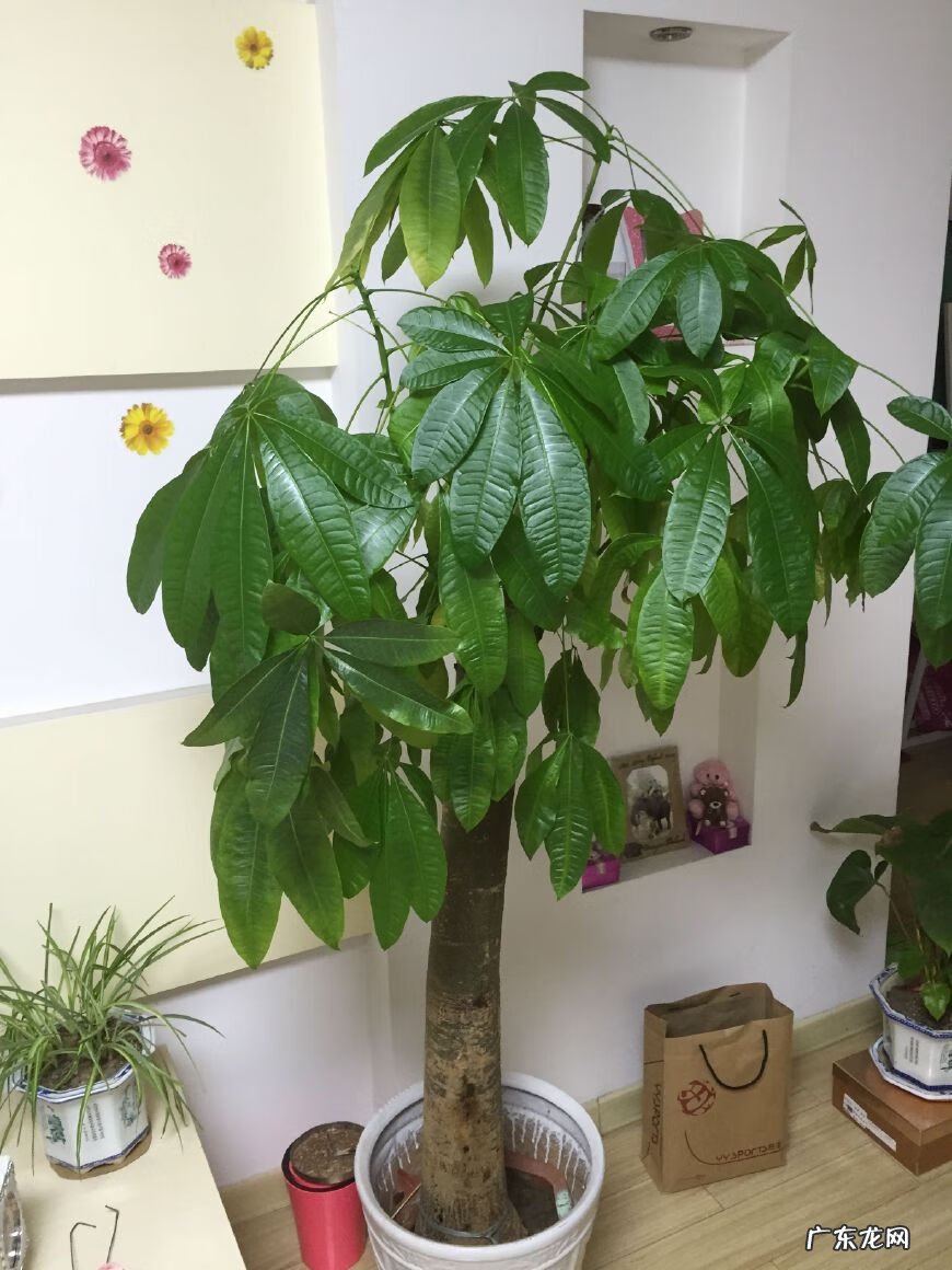 怎么养自己的风水 养花养得好的女人风水