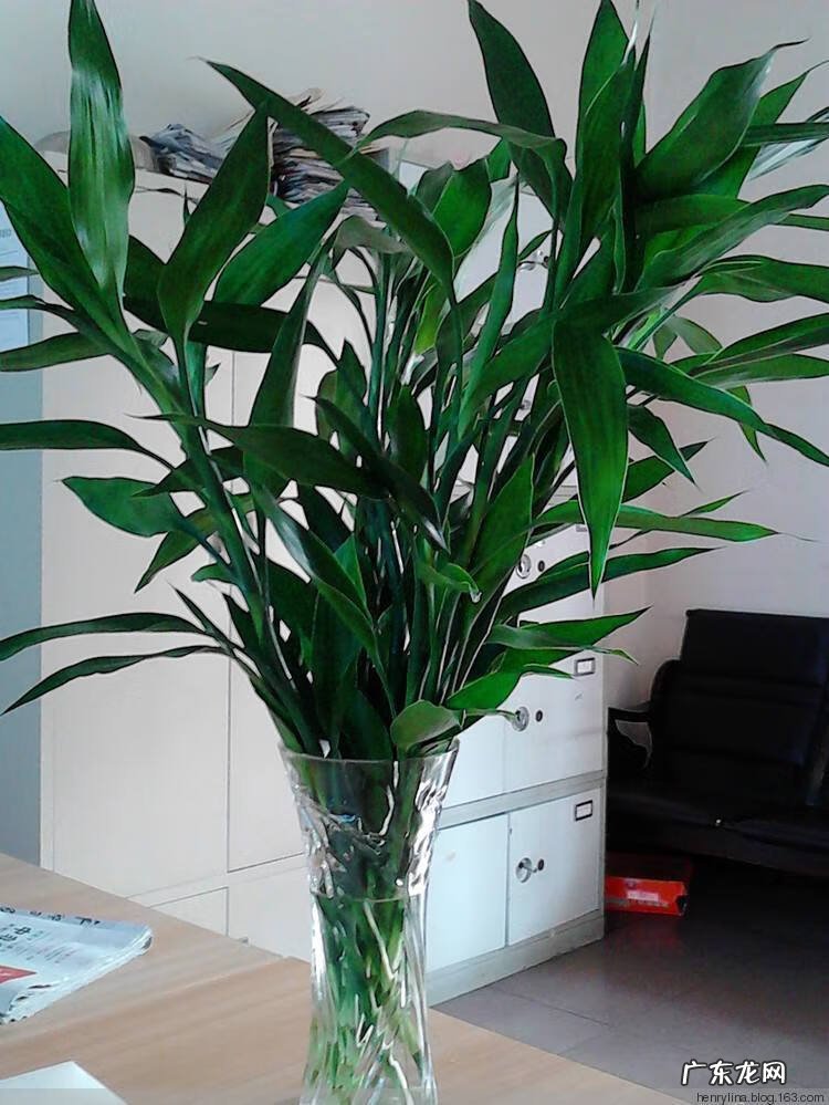 怎么养自己的风水 养花养得好的女人风水