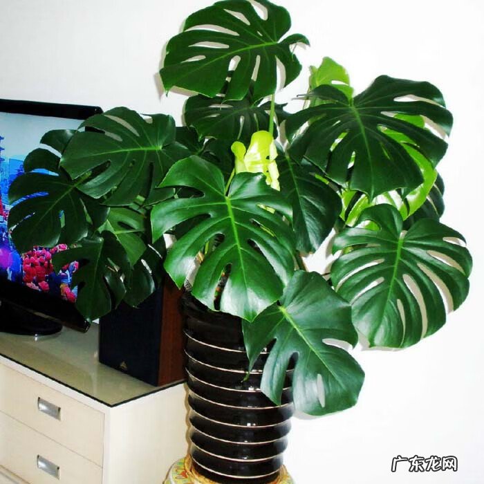 怎么养自己的风水 养花养得好的女人风水