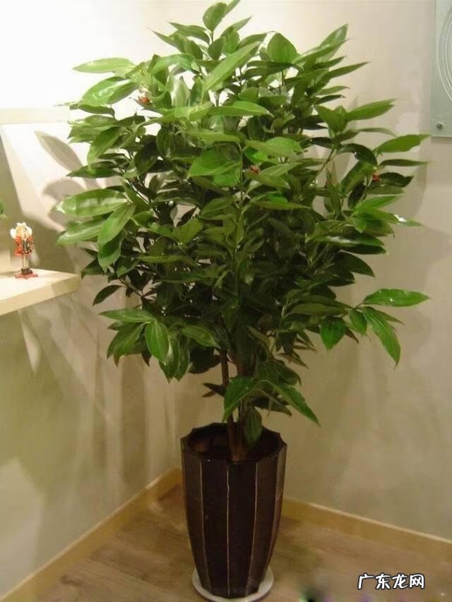 怎么养自己的风水 养花养得好的女人风水