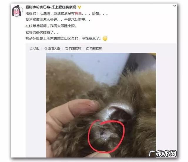 蜱虫的防治方法 蜱虫预防方法