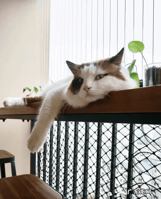 茶室主人位后面墙上风水禁忌 茶桌摆放风水方向主位后背靠窗好吗