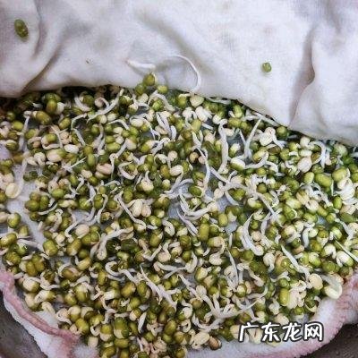绿豆芽是怎么发的 绿豆芽怎么发豆芽的步骤