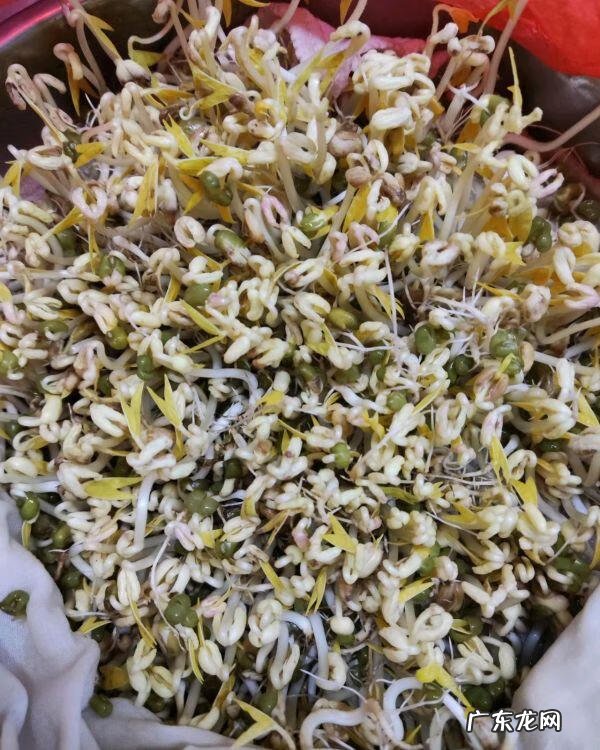 绿豆芽是怎么发的 绿豆芽怎么发豆芽的步骤