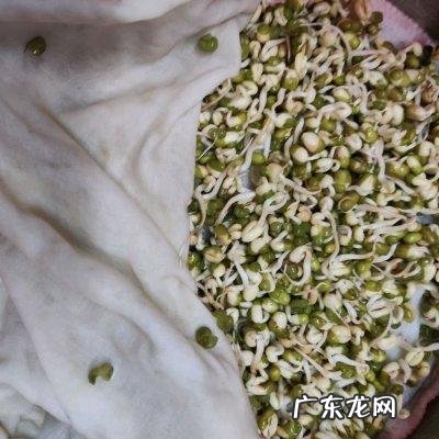 绿豆芽是怎么发的 绿豆芽怎么发豆芽的步骤