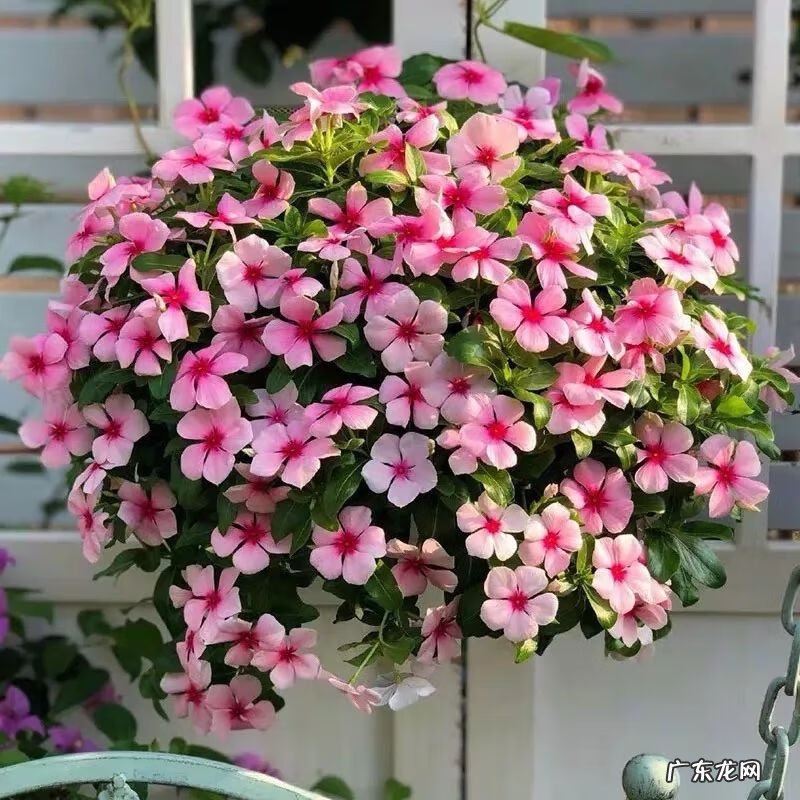 万年青的风水说法 风水万年青花图片