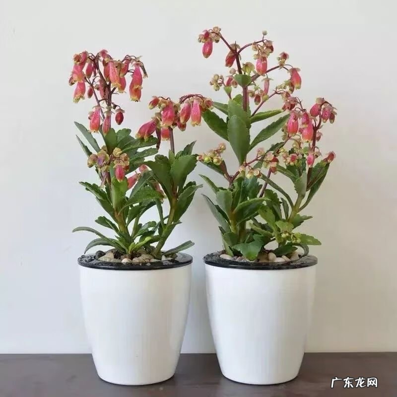 万年青的风水说法 风水万年青花图片