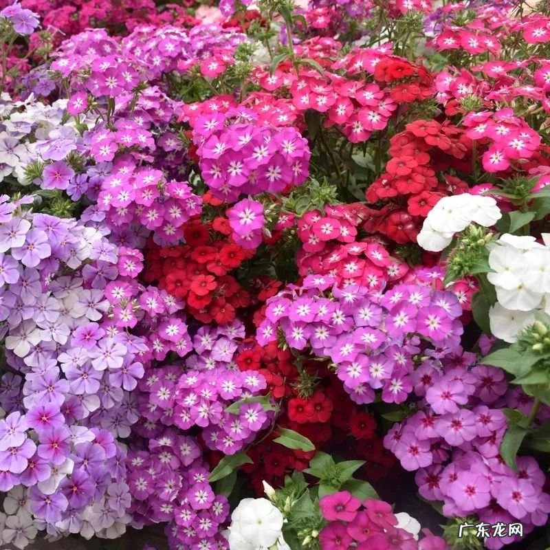 万年青的风水说法 风水万年青花图片