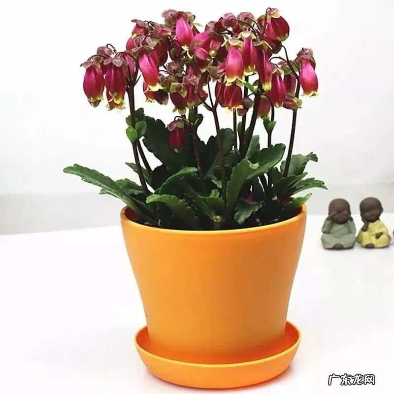 万年青的风水说法 风水万年青花图片