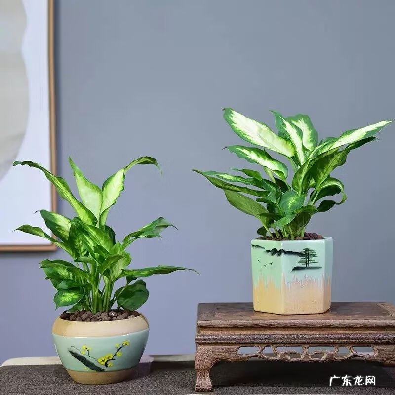 万年青的风水说法 风水万年青花图片