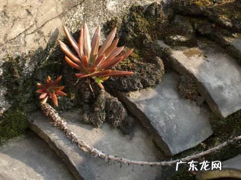 窗户长草看风水 野草缠绕窗台的风水