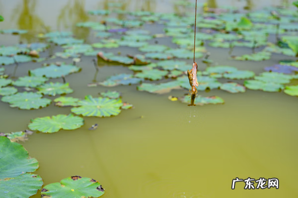 家里为什么不能养虾 龙虾进家的风水