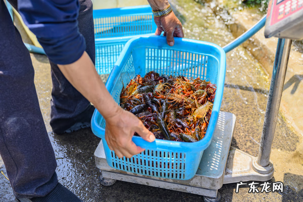 家里为什么不能养虾 龙虾进家的风水