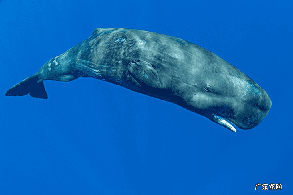 金斗门阴阳风水阵法传授 金斗门阴阳风水阵法培训