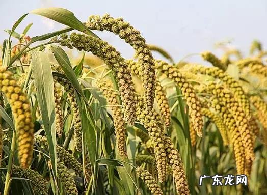 五谷杂粮都指什么 五谷杂粮指的什么?