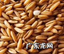 五谷杂粮都指什么 五谷杂粮指的什么?