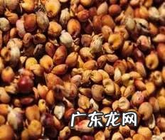 五谷杂粮都指什么 五谷杂粮指的什么?