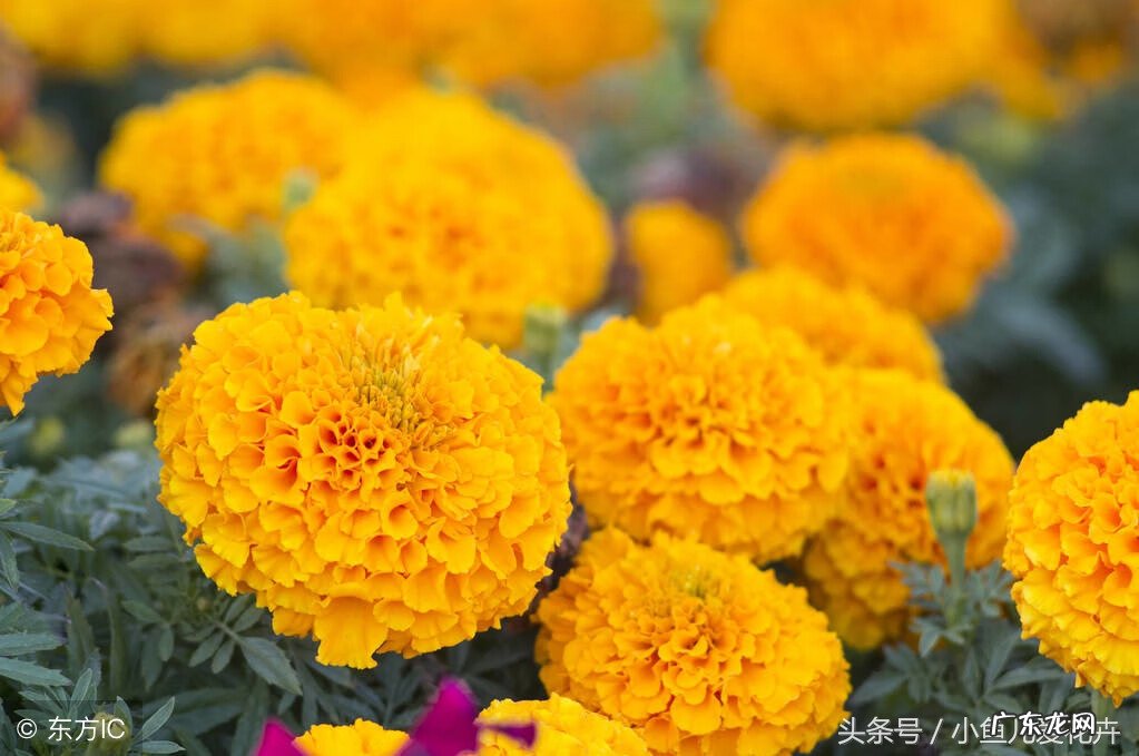 百里香可以放在卧室吗 百里香画放室内风水