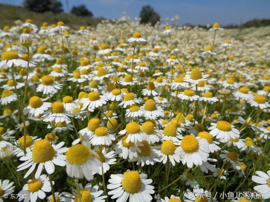 百里香可以放在卧室吗 百里香画放室内风水