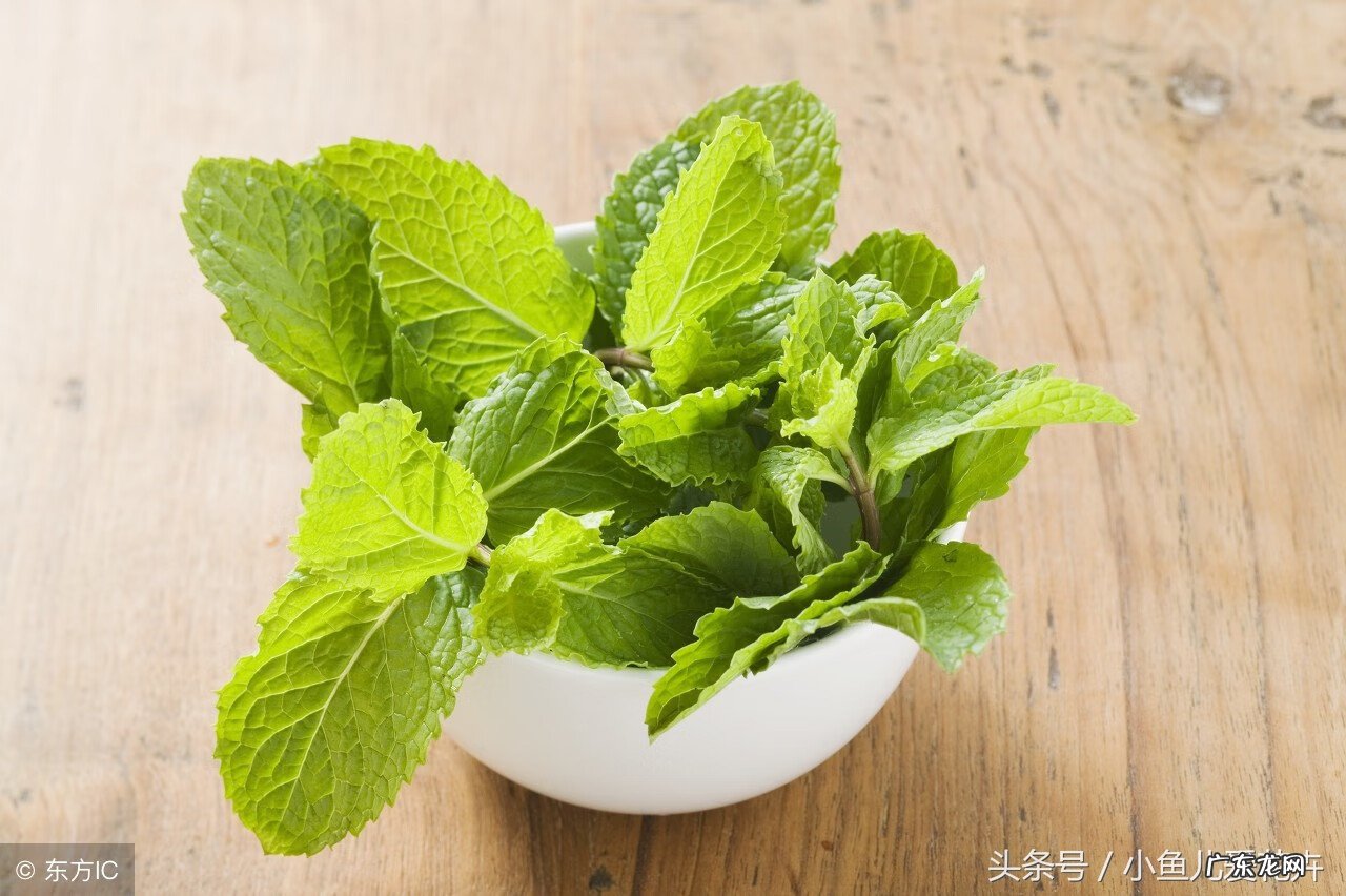 百里香可以放在卧室吗 百里香画放室内风水