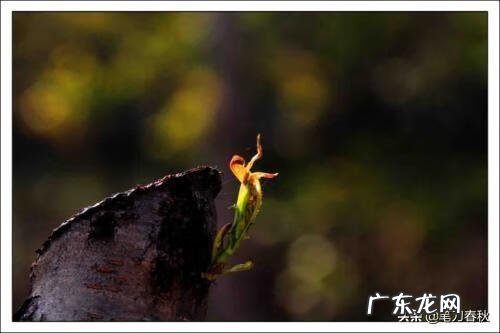 汪国真的爱情诗歌大全 汪国真 爱情诗