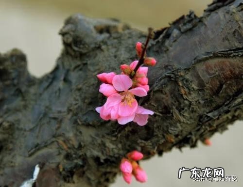 汪国真的爱情诗歌大全 汪国真 爱情诗