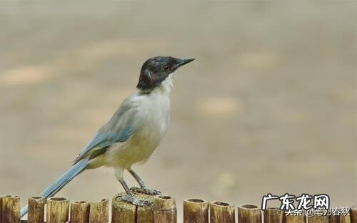 汪国真的爱情诗歌大全 汪国真 爱情诗