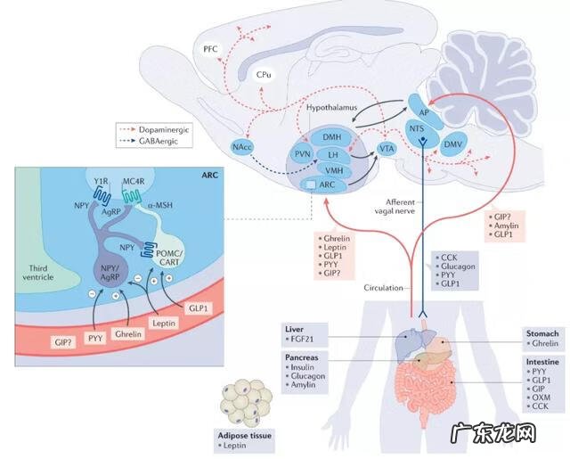 减肥比较好的产品 哪种减肥产品好