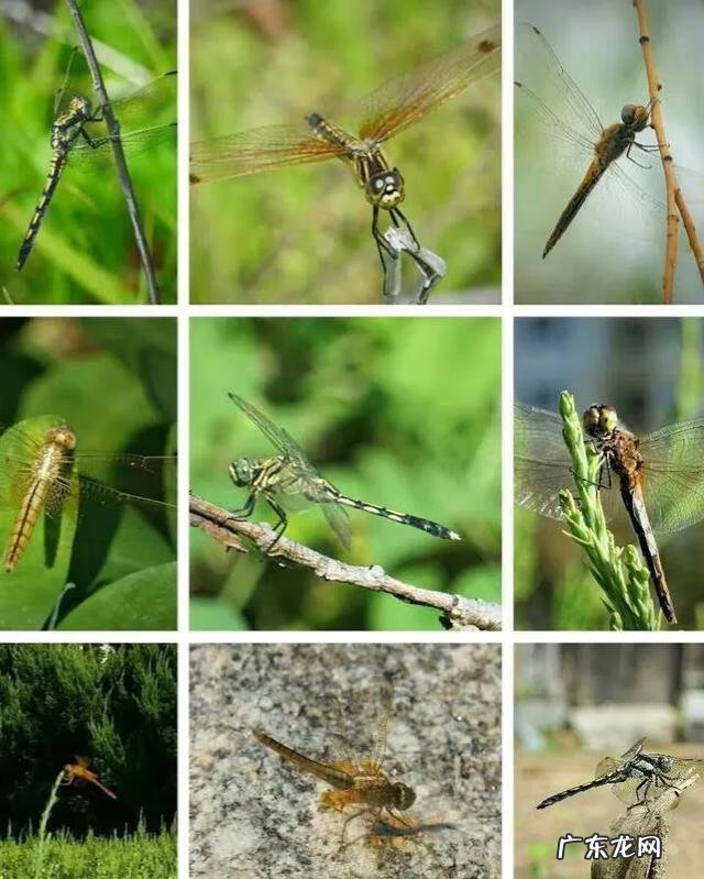 幼儿园最简单树叶贴画图片 树叶贴画幼儿园小鸟