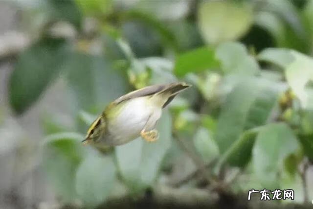 幼儿园最简单树叶贴画图片 树叶贴画幼儿园小鸟