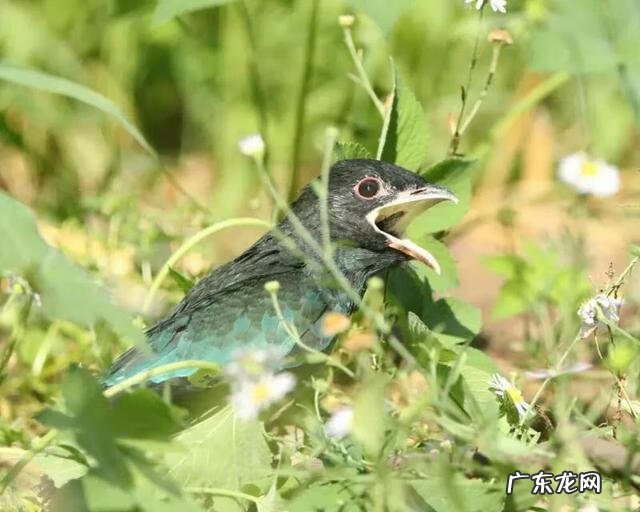幼儿园最简单树叶贴画图片 树叶贴画幼儿园小鸟