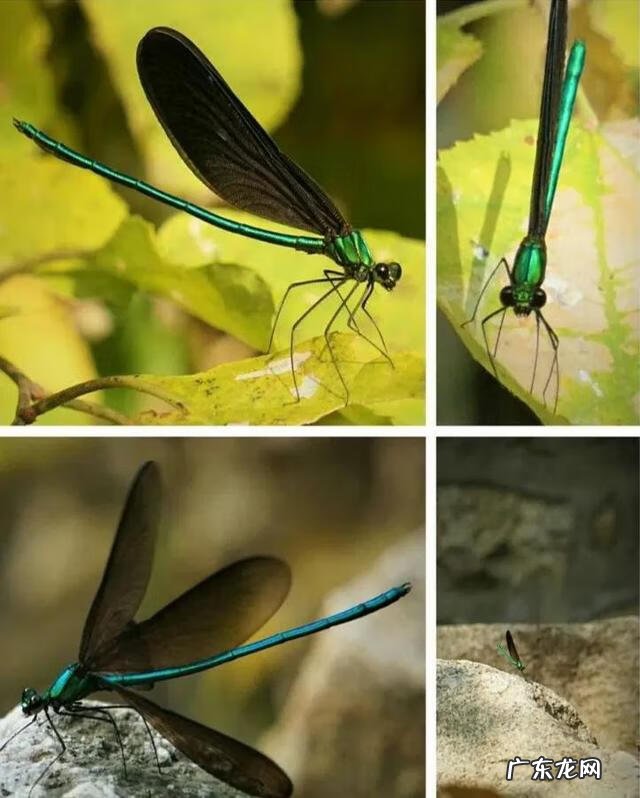 幼儿园最简单树叶贴画图片 树叶贴画幼儿园小鸟