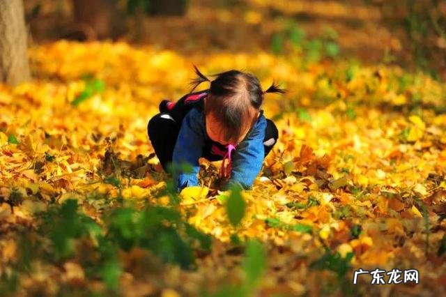 幼儿园最简单树叶贴画图片 树叶贴画幼儿园小鸟