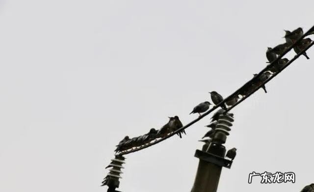 幼儿园最简单树叶贴画图片 树叶贴画幼儿园小鸟