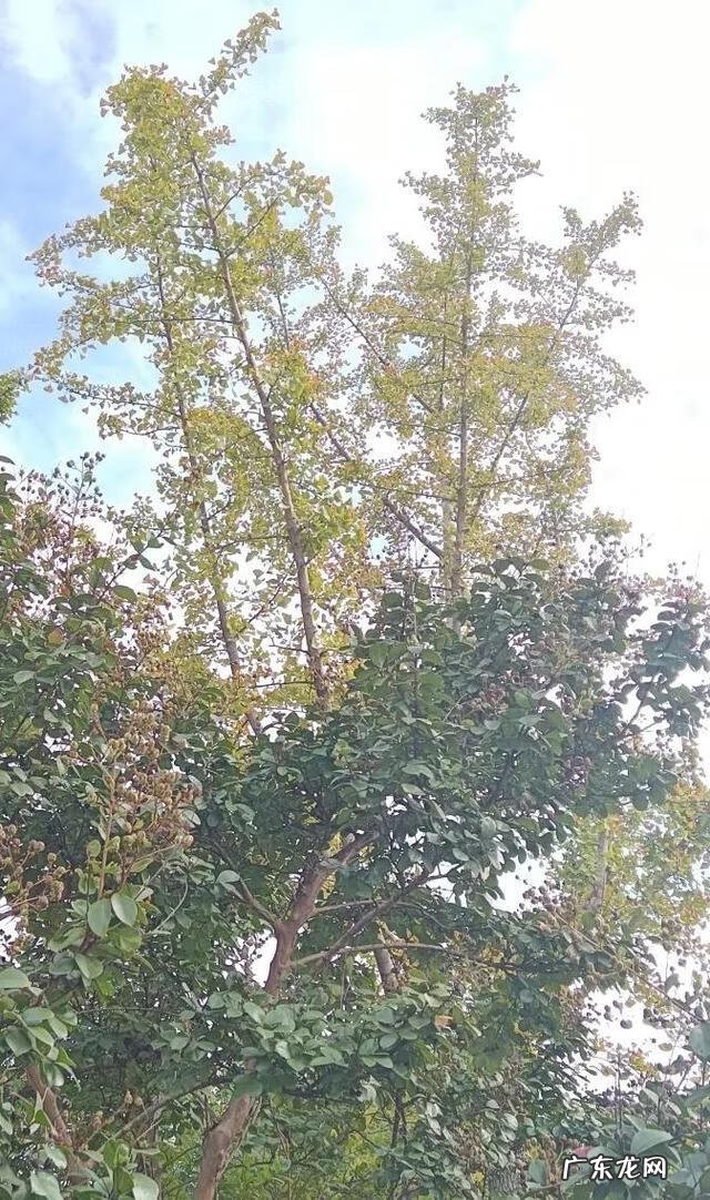 幼儿园最简单树叶贴画图片 树叶贴画幼儿园小鸟