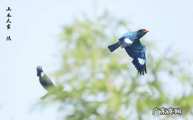 幼儿园最简单树叶贴画图片 树叶贴画幼儿园小鸟