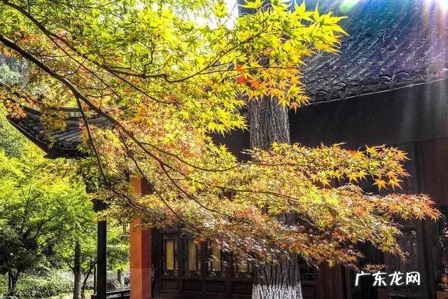 幼儿园最简单树叶贴画图片 树叶贴画幼儿园小鸟