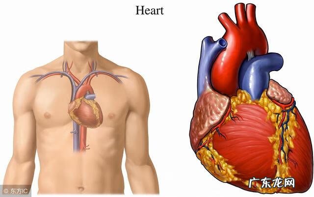 窦性心律过缓怎么调理 窦性心动过缓有什么问题