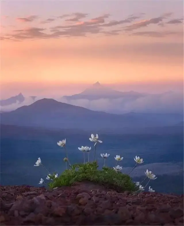 插花配文案 插花的文案