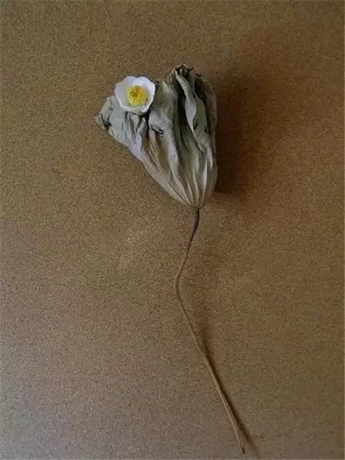 插花配文案 插花的文案